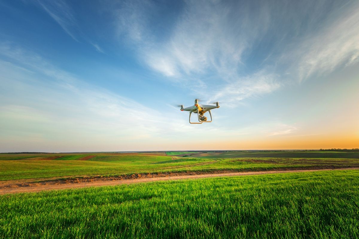 drone quad copter on yellow corn field